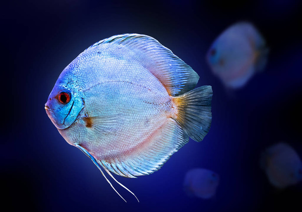 Diskus exotische Fische Aquarium Farbe blau isoliert Hintergrund Tier - Foto, Bild