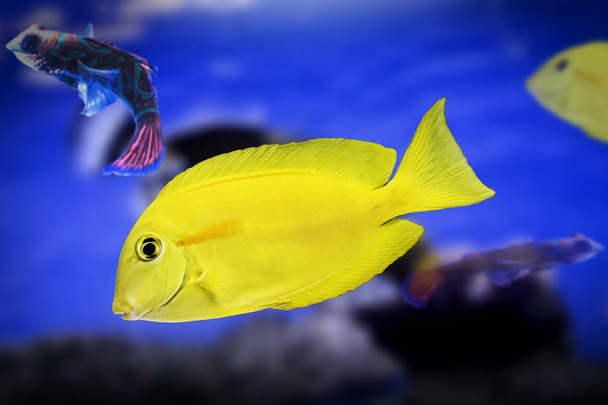 Dwarf angelfish yellow water animal wildlife isolated background - Photo, Image
