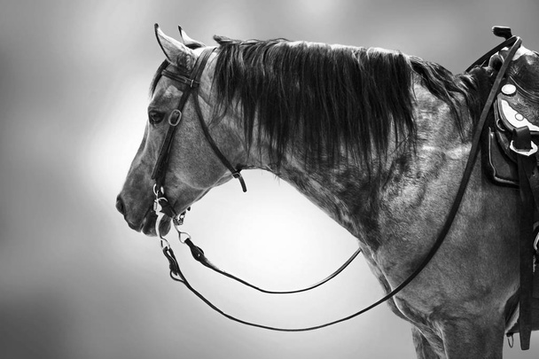 Horse competitor black white isolated animal - Photo, Image