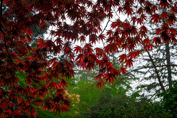 Rode Japans Maple backlit laat op een boom - Foto, afbeelding