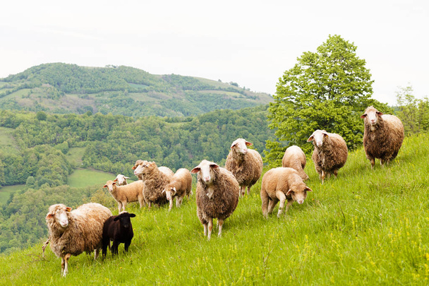 rebaño de ovejas en la naturaleza
 - Foto, imagen
