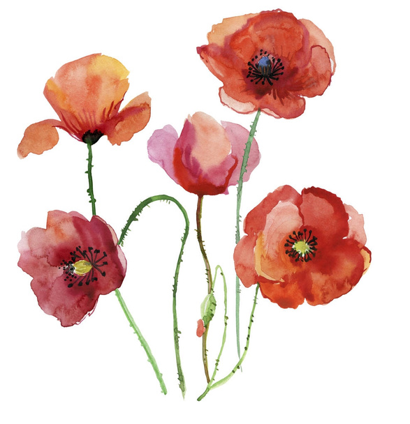 Red Poppy flowers, watercolor illustration - Foto, afbeelding