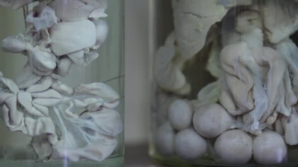 Bottles with animal organs in formaldehyde stand on the shelves of a laboratory or a veterinary museum. - Footage, Video