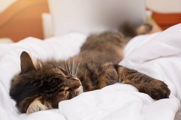 Tabby siberian cat sleeping on blanket. - Zdjęcie, obraz