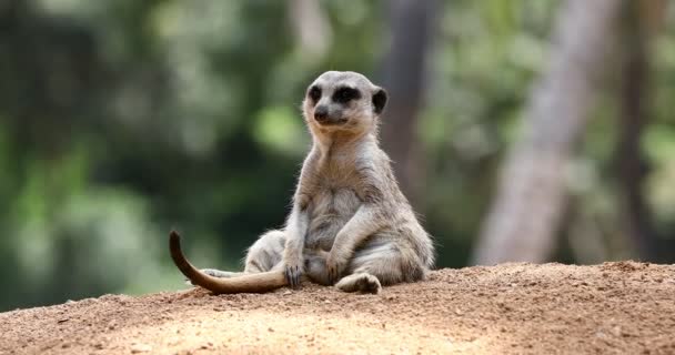 meerkat sam siedzi w przyrodzie  - Materiał filmowy, wideo