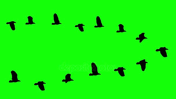 Flying birds wedge flock silhouette animation on chroma key green screen - new quality nature animals video footage - Кадри, відео