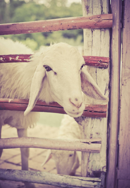 ovce na farmě - Fotografie, Obrázek