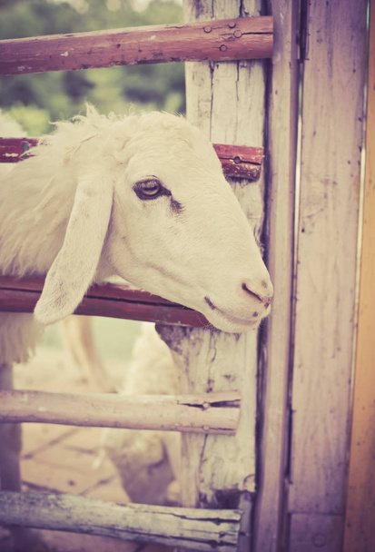 ovce na farmě - Fotografie, Obrázek