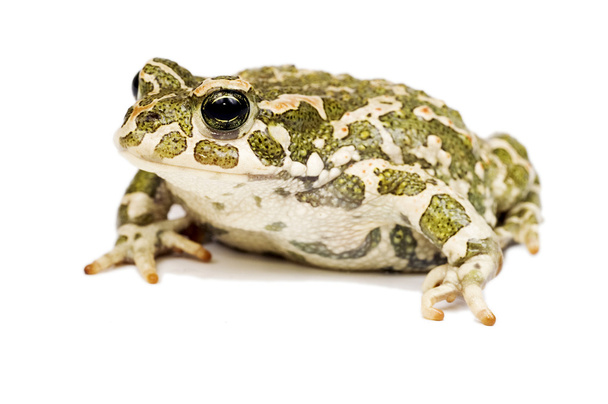 Green toad - Photo, Image