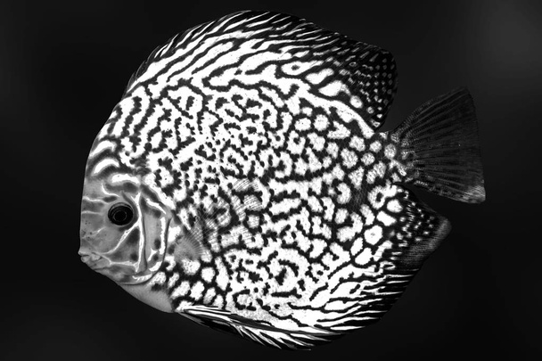 円盤投げのエキゾチックな魚の黒白い水族館 solated 背景動物 - 写真・画像