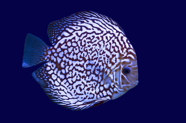 diszkosz egzotikus hal akvárium szín kék elszigetelt háttér állat - Fotó, kép
