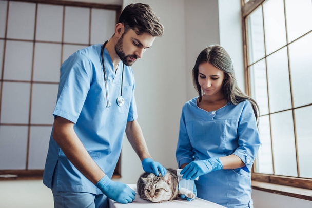 Doctor veterinarian at clinic - Photo, Image