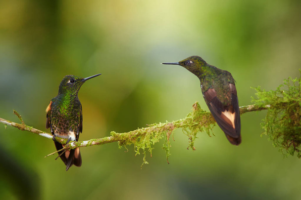 Two glittering green hummingbirds, Buff-tailed Coronet, Boissonneaua flavescens, perched on mossy twig, watching each other. Blurred rainforest background with flowers,Bellavista cloud forest, Ecuador - Photo, Image