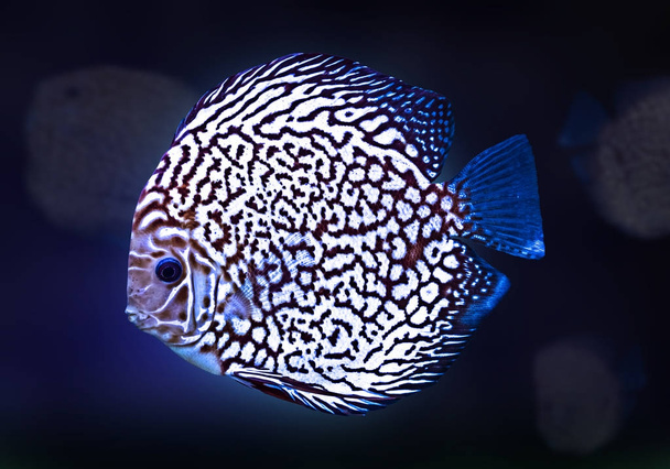 diszkosz egzotikus hal akvárium szín kék elszigetelt háttér állat - Fotó, kép