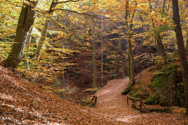 Walk path in a forest - Фото, изображение