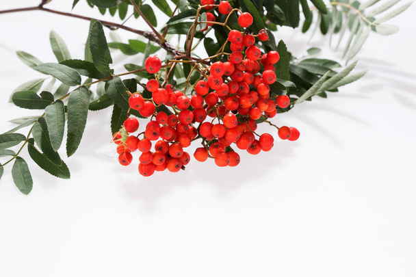 ナナカマド (セイヨウナナカマド) の果実と葉を白で隔離 - 写真・画像