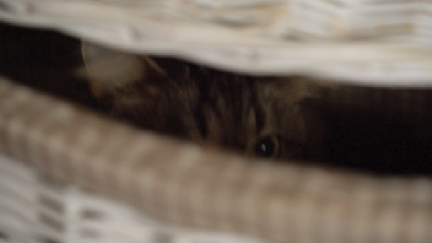 Tabby chat jetant un coup d'oeil dans un panier en bois
 - Séquence, vidéo