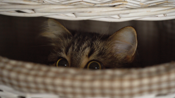 Γάτα Τάμπι κρυφοκοιτάζει από ένα ξύλινο καλάθι - Πλάνα, βίντεο