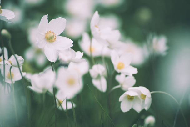 White anemona flowers - Φωτογραφία, εικόνα