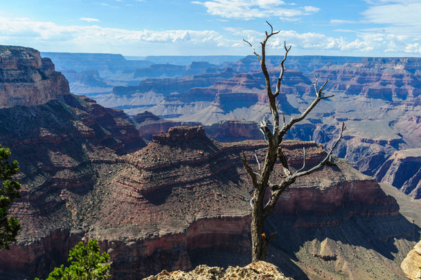 A Grand Canyon RIM halott fa - Fotó, kép