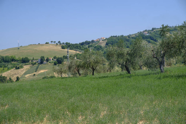 Paisaje cerca de Ascoli Piceno en verano
 - Foto, Imagen