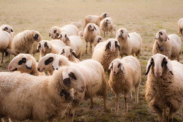 Rebaño de ovejas Villnoesser Schaf, tignola, Fiemmese
 - Foto, Imagen