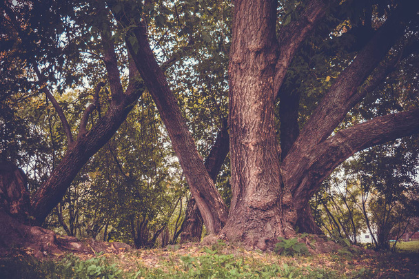 Зелений криві дерев у парку ретро - Фото, зображення