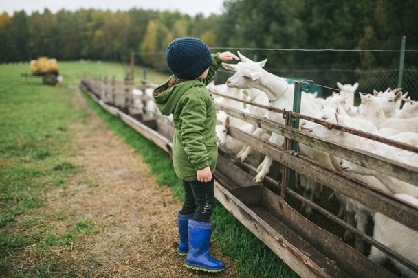 Little kids playing with goats on cheese farm outdoors - Foto, imagen