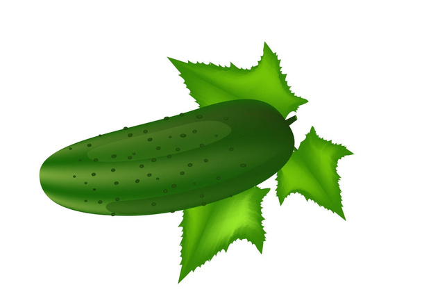 Cucumber with leaves isolated on white background. Vector illustration - Vector, Image