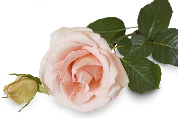 Beautiful pink flower hybrid tea roses on a white background. The closeups . - Photo, Image
