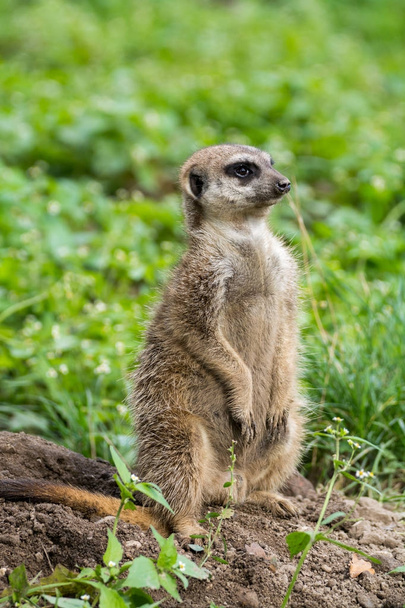 Meerkat lub powierzchniowy (suricata suricatta) mały drapieżny należący do rodziny Mongoose (Herpestidae) obserwując wokół. - Zdjęcie, obraz