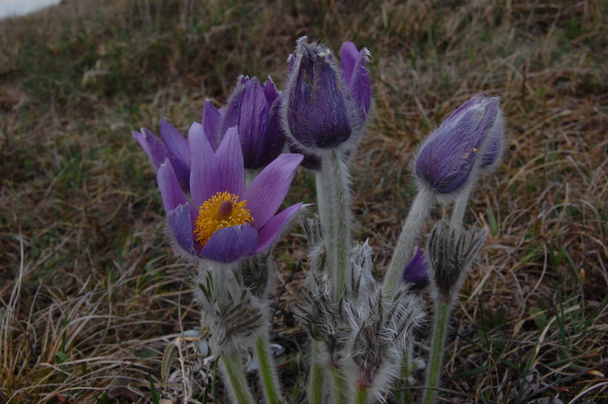Pulsatilla taurica. Grupo de flores de pascua en las montañas de Crimea primer plano
 - Foto, imagen