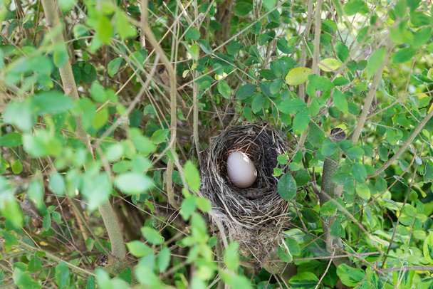 Bird nest with egg - Photo, Image