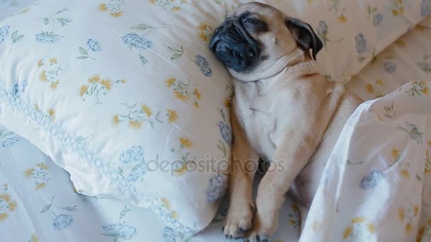Lindo cachorro el pug durmiendo en la cama
 - Metraje, vídeo