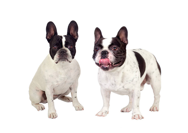 zwei süße Bulldoggen - Foto, Bild