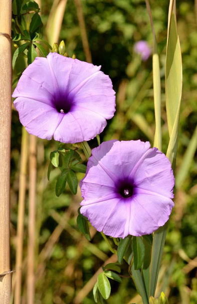 Détail des fleurs violettes de l'asclépiade sauvage et des pétales verts
  - Photo, image