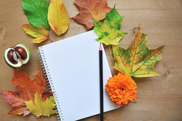 autumn composition background - Фото, изображение
