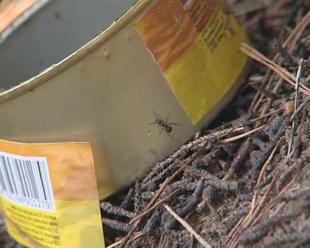 Ants flit on preserves box emitted in forest. - Footage, Video