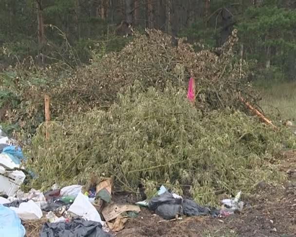 V lese zůstala obrovská hromada odpadků. znečištění životního prostředí - Záběry, video