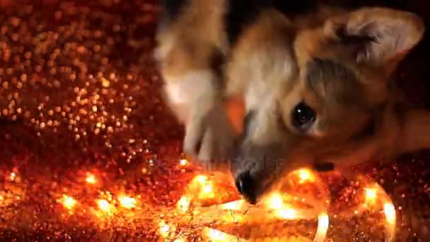 2018 Jahr des Hundes frohes neues Jahr und frohe Weihnachten frohe Feiertage - Filmmaterial, Video