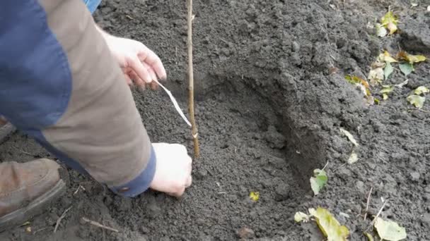 A man planting a hazelnut tree - Materiał filmowy, wideo