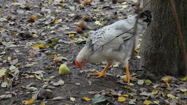 Hermosa polla joven en busca de comida fuera en el pasto
. - Imágenes, Vídeo