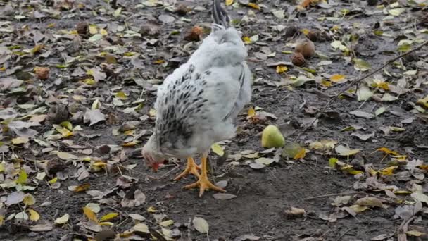 Mooie jonge duiver op zoek naar voedsel buiten op de weide. - Video