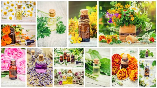 medicinal herbs collage. Selective focus. - Photo, Image