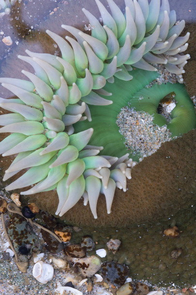 Білий щупальця від Anemone під водою - Фото, зображення