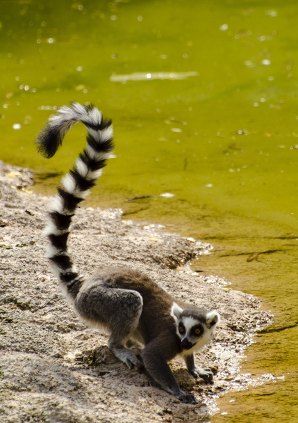 Lemure.
 - Foto, Imagen