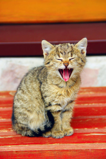 grigio gattino sbadigli spalancato la bocca
 - Foto, immagini