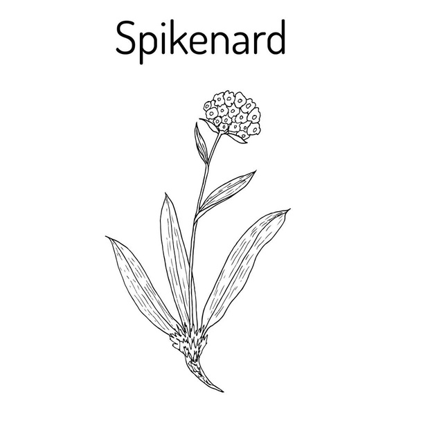 Spikenard Nardostachys jatamansi , or nard, nardin, muskroot, medicinal plant - Vektor, Bild