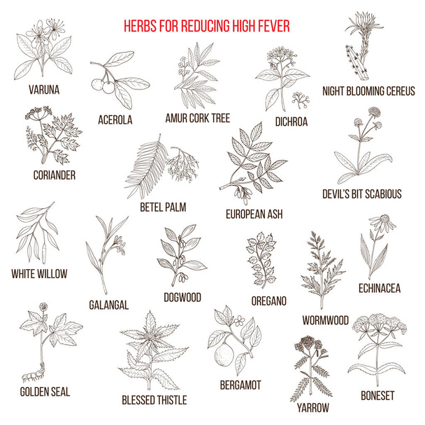 Best herbs for reducing high fever - Вектор,изображение
