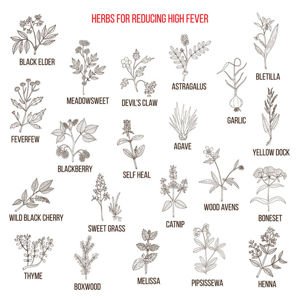 Best herbal remedies for reducing high fever - Vetor, Imagem